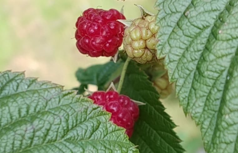 Verblijf 191008 - Vakantiewoning Zuidoost Drenthe - Vakantiehuisje in Dalerveen