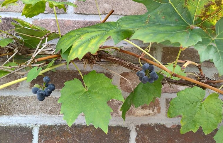 Verblijf 191008 - Vakantiewoning Zuidoost Drenthe - Vakantiehuisje in Dalerveen