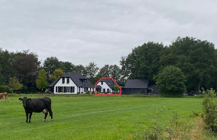 Rustic surroundings of Cottage in Dalen, vacation home in Drenthe with grazing cows in the meadow.