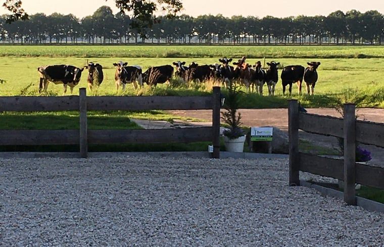 Group of cows at the fence of Huisje in Dalen, vacation home in southeast Drenthe.