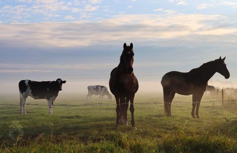 Winter landscape at Cottage in Dalen, vacation home in southeast Drenthe with snowy surroundings.
