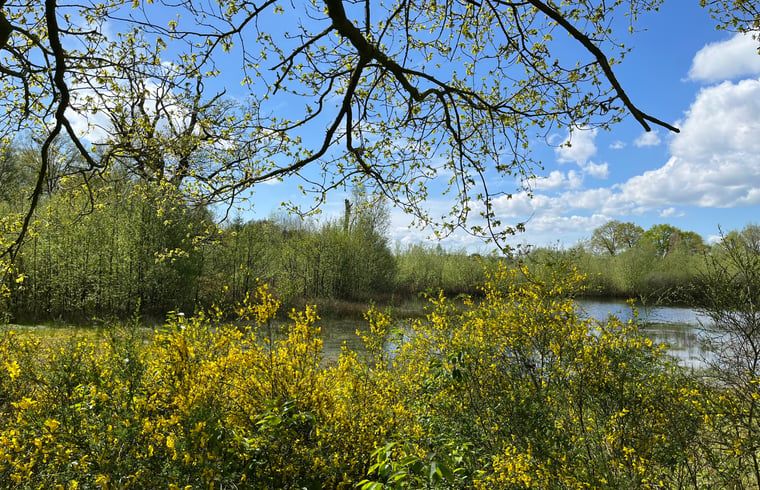 Fruehlingsansicht von bluehenden Straeuchern an einem See in der Naehe von Cottage in Gees, Ferienhaus in Suedost-Drenthe.