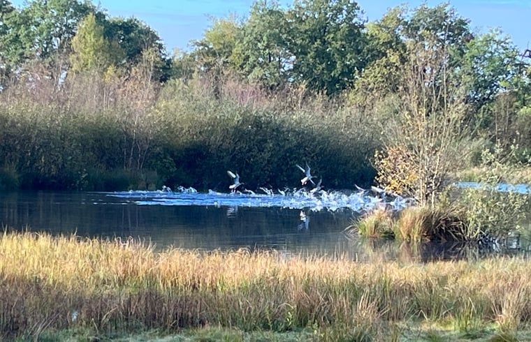 Voegel ueber dem Wasser bei Cottage in Gees, Ferienunterkunft in Suedost-Drenthe, in ruhiger Umgebung.