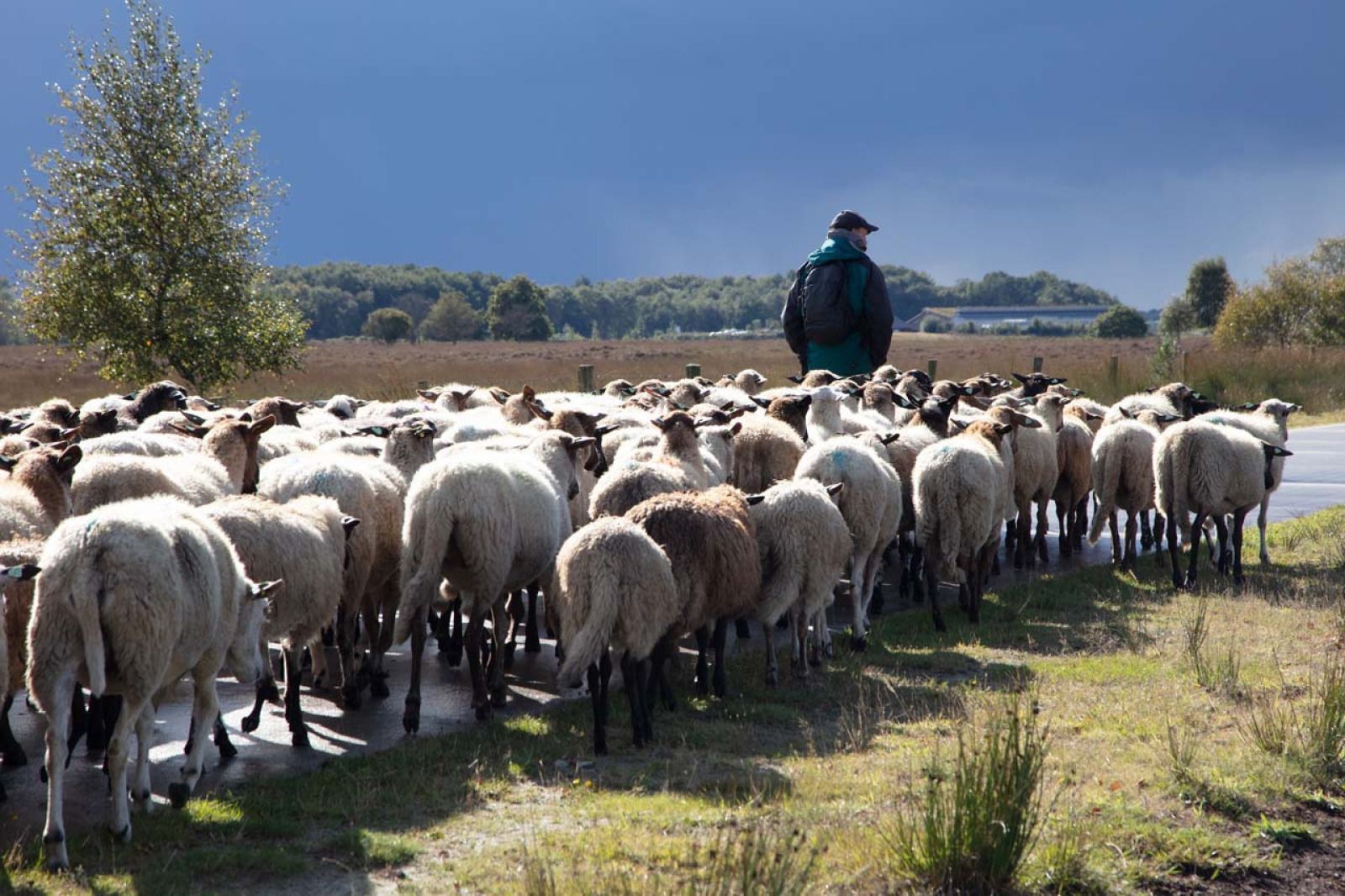 Sfeervolle slaapkamer in vakantiehuis DG2049, Nieuw-Schoonebeek, Zuidoost Drenthe, met uitzicht op groene velden.