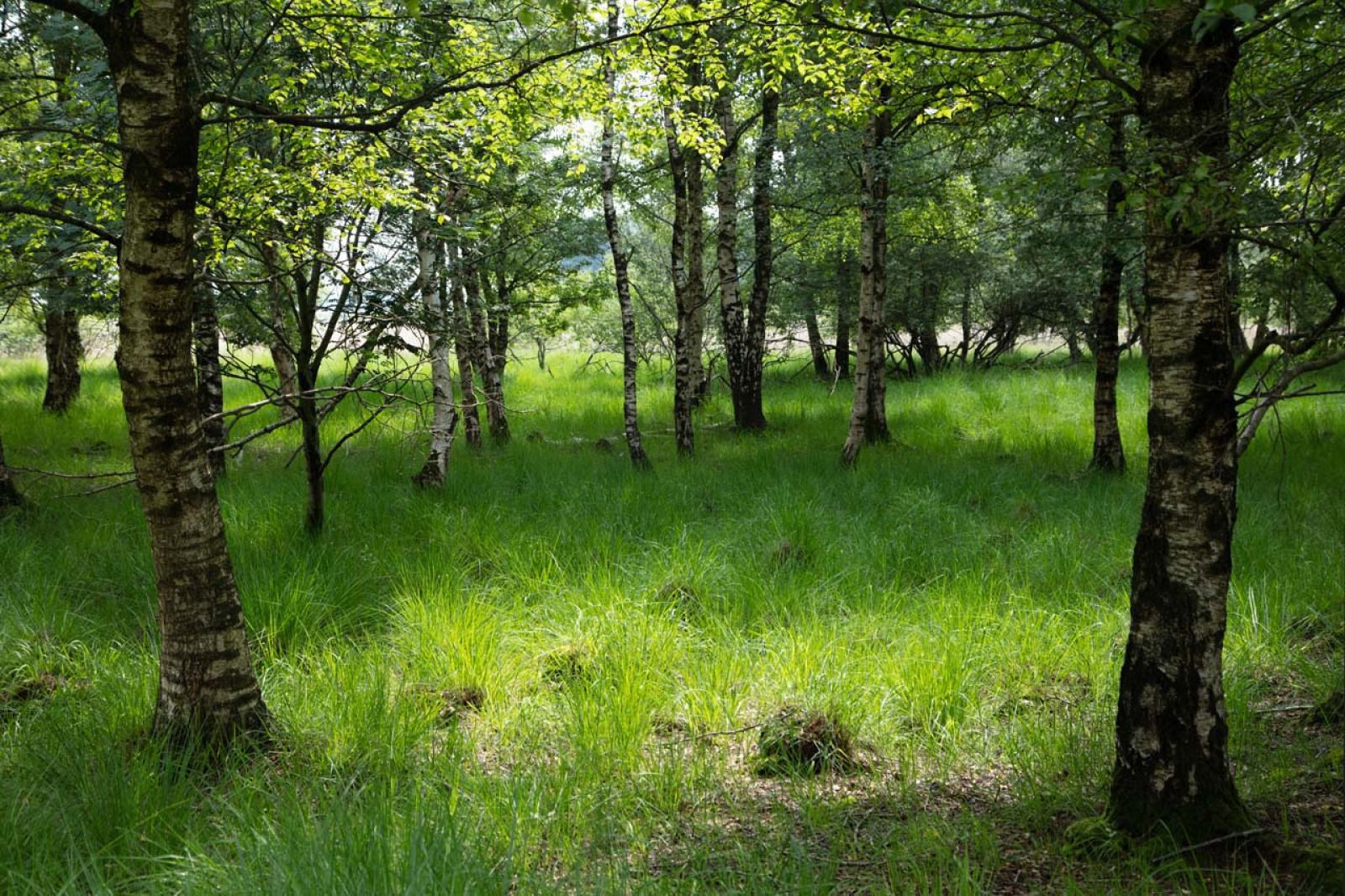 Verblijf 193002 - Vakantiewoning Zuidoost Drenthe - DG2049