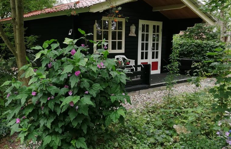 Cozy porch of Holiday Home in 't Haantje, Drenthe, surrounded by flowering shrubs.