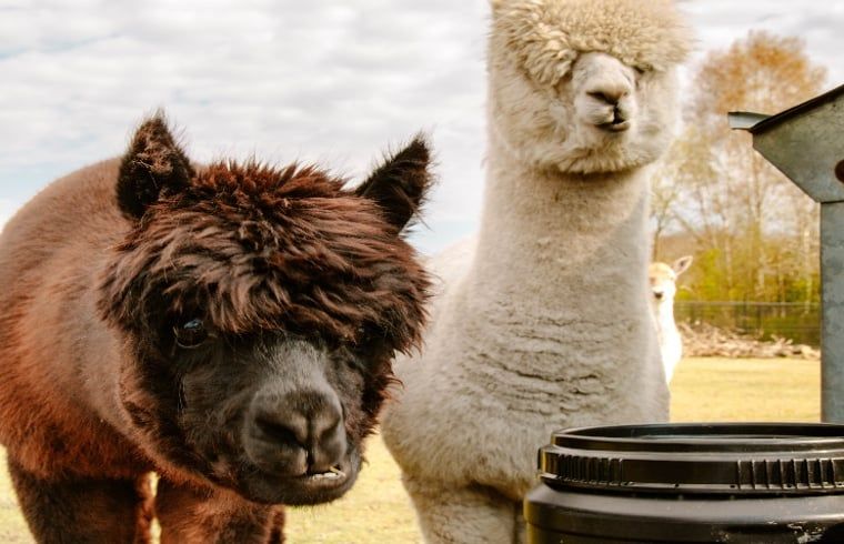 Alpaca's in de omgeving van Vakantiehuisje in Fluitenberg, geniet van de dieren en natuur in Zuidwest Drenthe.