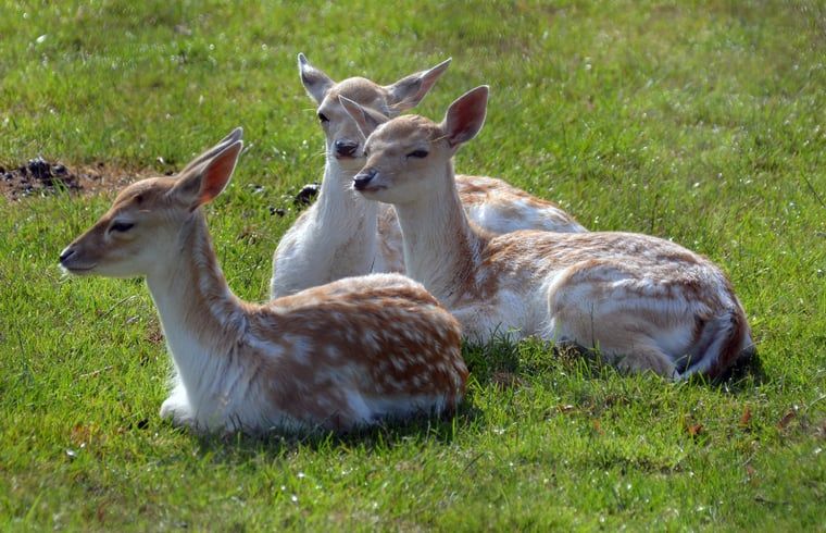 Verblijf 200106 - Vakantiewoning Zuidwest Drenthe - Vakantiehuisje in Fluitenberg