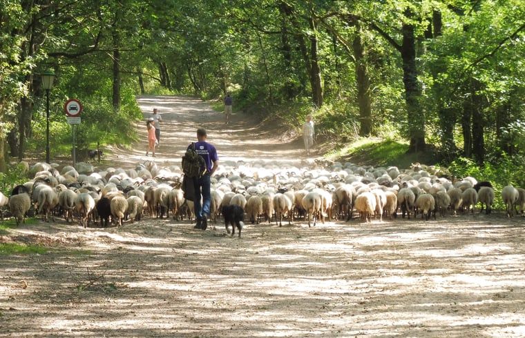 Unterkunft 200321 - Ferienhaus Zuidwest Drenthe - Huisje in Havelte