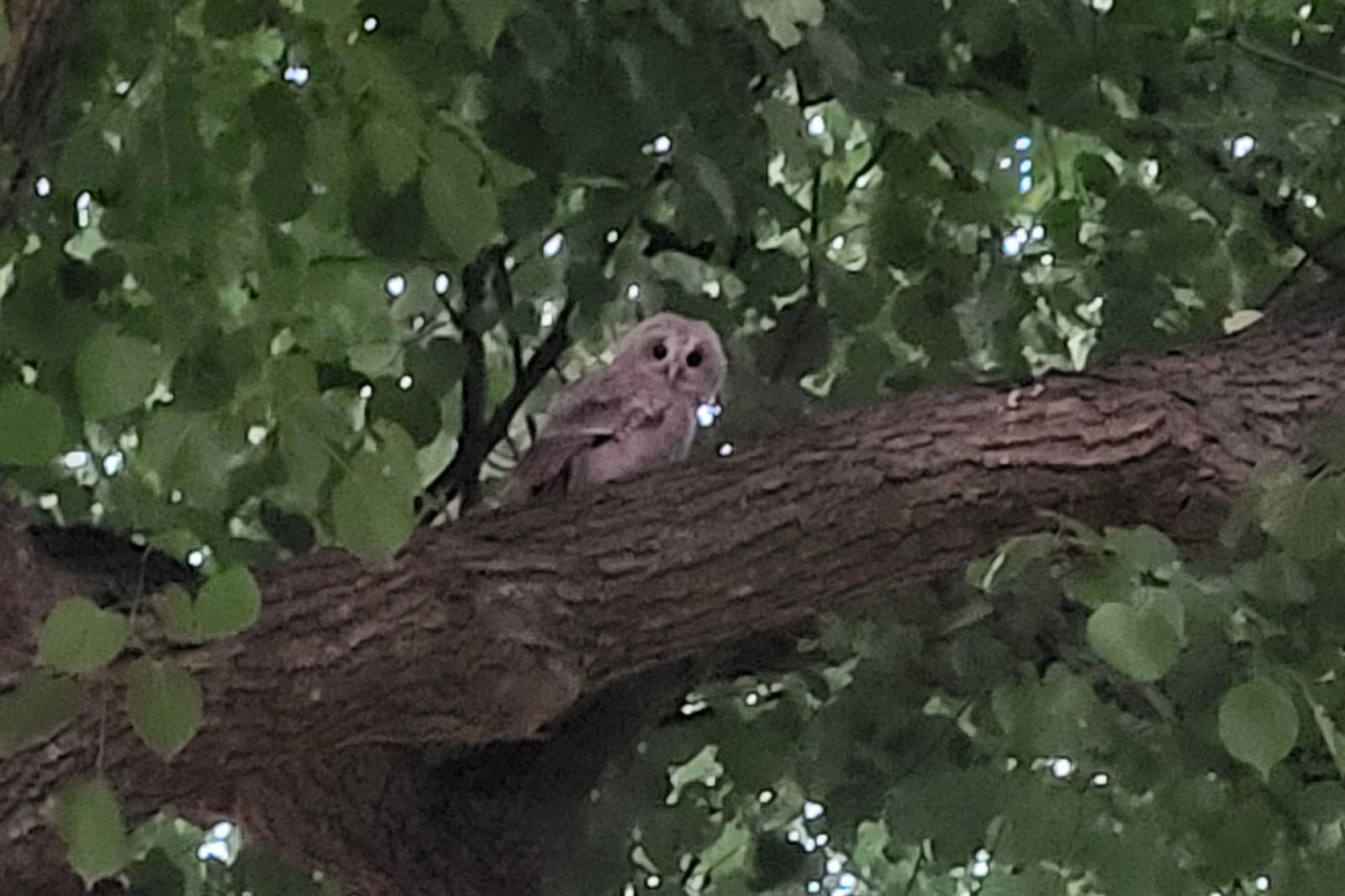 Unterkunft 200427 - Ferienhaus Zuidwest Drenthe - DG2052