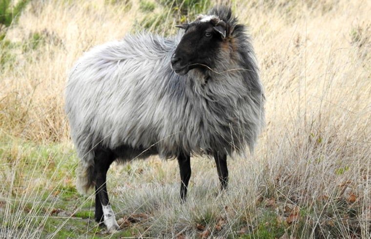 Schapen in de omgeving van Huisje in Zuidwolde, vakantiehuis in Drenthe.