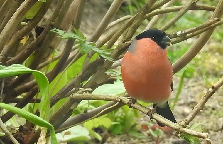 Vink in de tuin van Huisje in Zuidwolde, vakantiehuis in Zuidwolde, Drenthe.