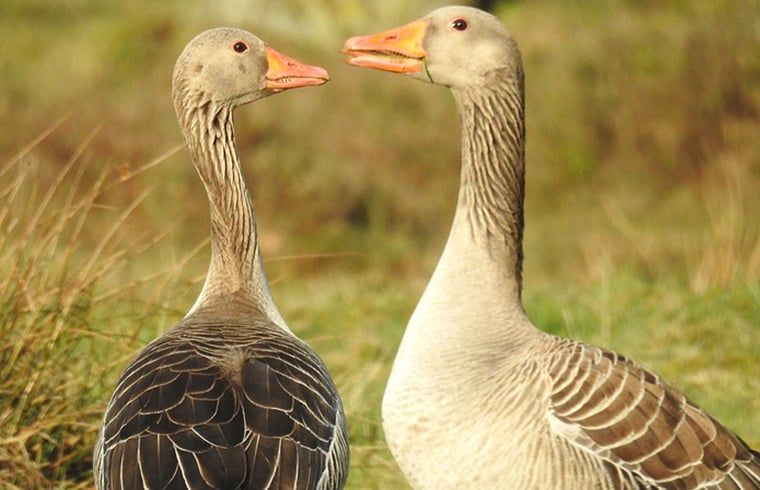 Grauwe ganzen in de omgeving van Huisje in Zuidwolde, vakantiehuis in Drenthe.