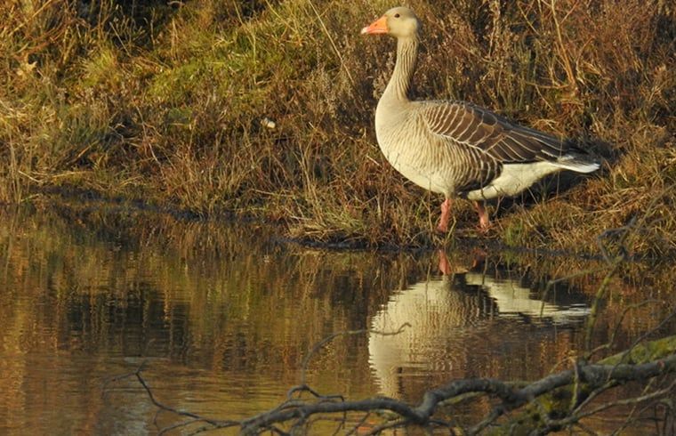 Gans bij het water dichtbij Huisje in Zuidwolde, vakantiehuis in Zuidwest Drenthe.