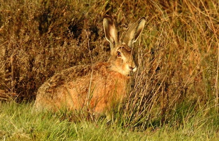 Haasje in de natuur rondom Huisje in Zuidwolde, vakantiehuis in Zuidwolde, Drenthe.