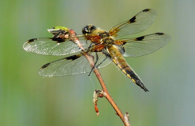 Libelle op tak in de omgeving van Huisje in Zuidwolde, vakantiehuis in Zuidwest Drenthe.