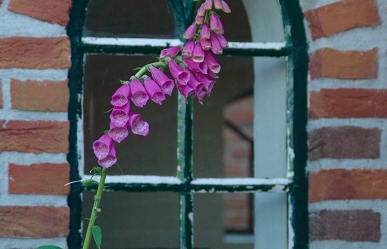 Blumen am Fenster des Ferienhauses in Zuidwolde, Ferienhaus mit laendlichem Charme, Suedwest-Drenthe, Drenthe.
