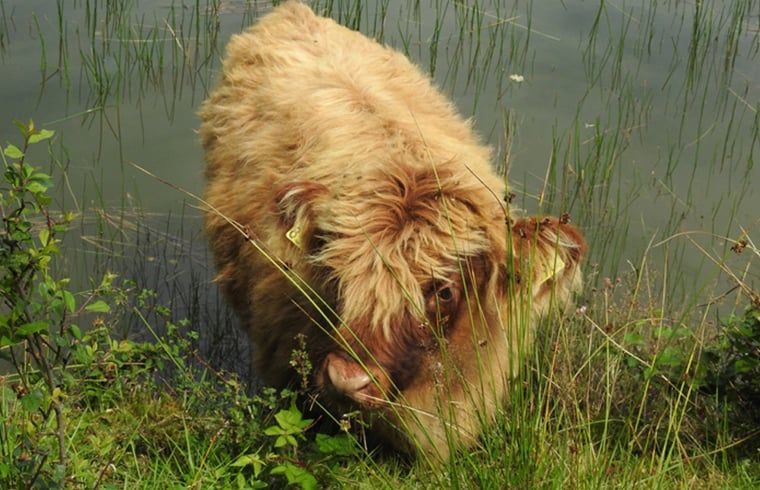 Schottischer Highlander in Cottage in Zuidwolde, Ferienhaus in natuerlicher Umgebung, Suedwest-Drenthe, Drenthe.