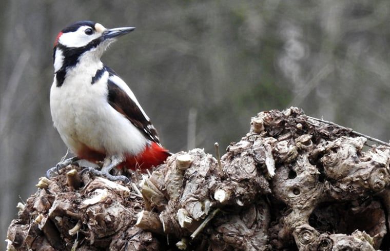 Woodpecker near Cottage in Zuidwolde, Ferienhaus inmitten der Natur, Suedwest-Drenthe, Drenthe.