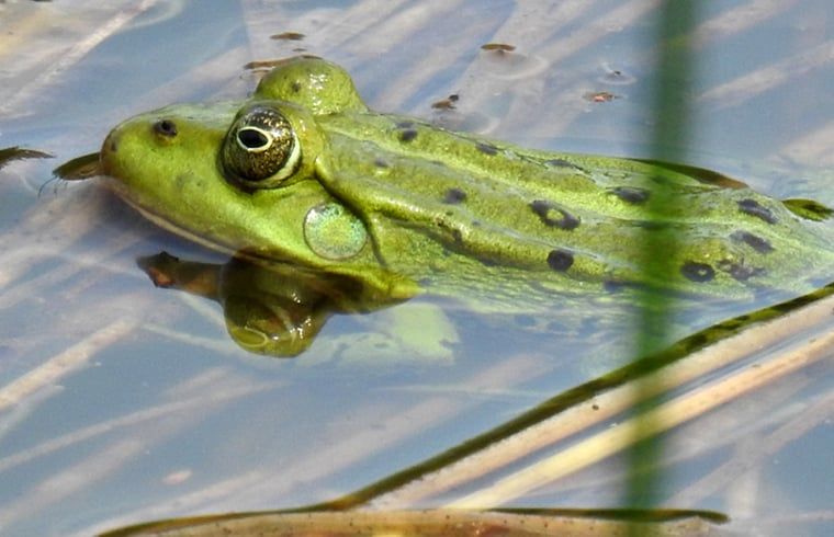 Gruener Frosch am Teich des Ferienhauses in Zuidwolde, Ferienhaus in Suedwest-Drenthe, Drenthe.