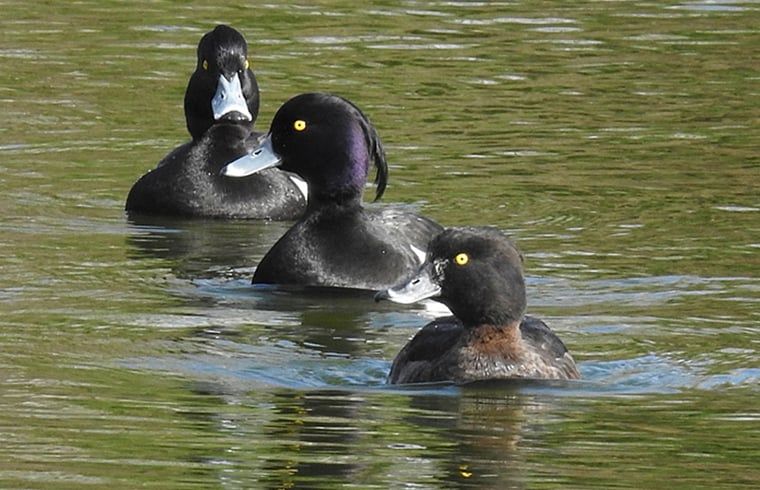 Schopfenten in der Naehe von Cottage in Zuidwolde, Cottage mit Feuchtgebiet, Suedwest-Drenthe, Drenthe.