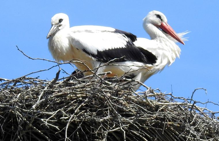 Storchennest in der Naehe des Ferienhauses in Zuidwolde, Ferienhaus im Vogelgebiet, Suedwest-Drenthe, Drenthe.