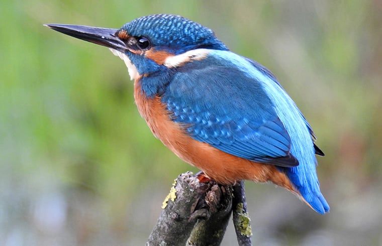 Eisvogel bei Cottage in Zuidwolde, Ferienhaus mit reicher Tierwelt, Suedwest-Drenthe, Drenthe.