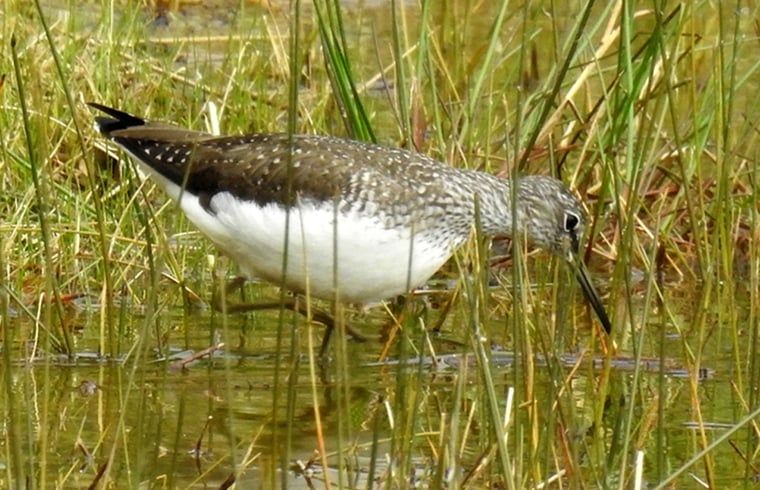Schnepfe bei Cottage in Zuidwolde, Ferienhaus mit Feuchtgebieten, Suedwest-Drenthe, Drenthe.