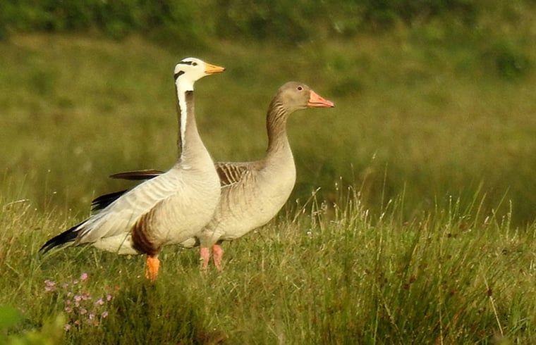 Graylag Gaense bei Cottage in Zuidwolde, Ferienhaus in Suedwest-Drenthe, Drenthe.