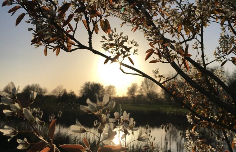 Bloesems bij zonsondergang in de omgeving van Vakantiehuisje in Zuidwolde, Zuidwest Drenthe