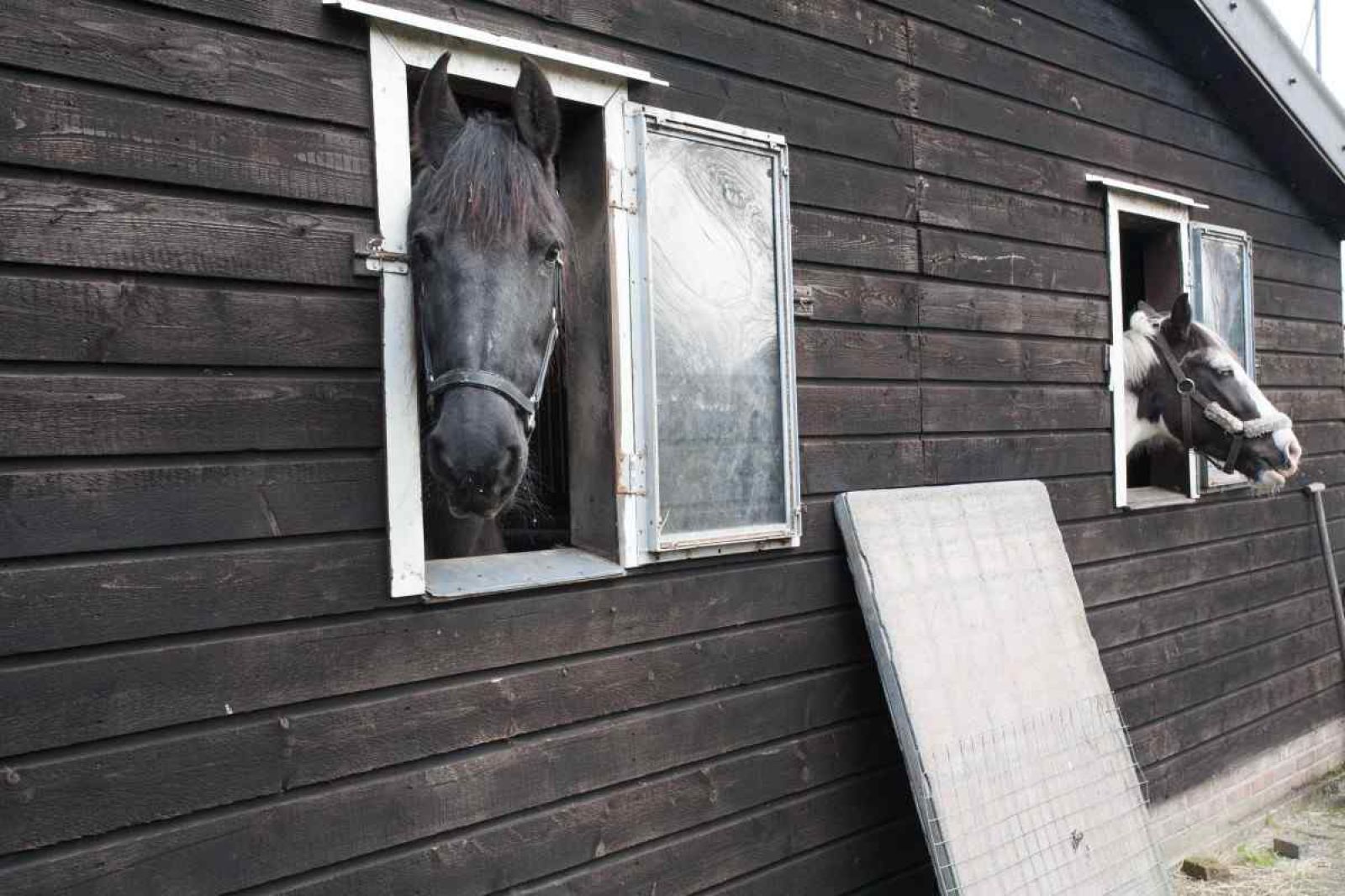 Slaapkamer met twee bedden en houten balken in vakantiehuis DG095 in Ruinen, Zuidwest Drenthe.