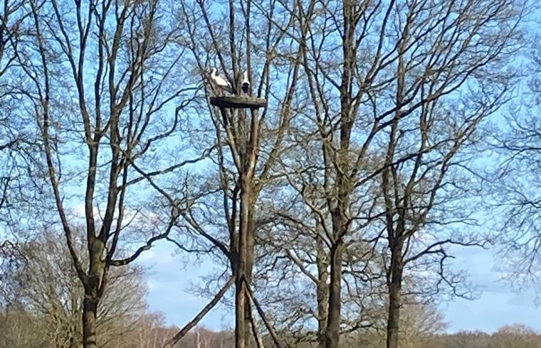 Natuerliche Umgebung mit Vogelhaus im Ferienhaus in Ruinen, Drenthe.