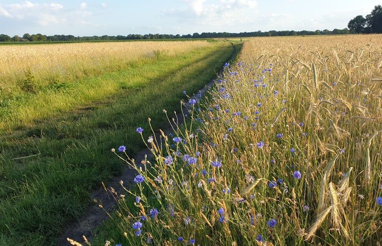 Bloemen langs een landelijk pad bij Vakantiehuisje in Ruinen, Zuidwest Drenthe, voor een pittoresk uitzicht.
