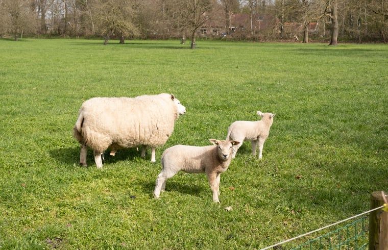Unterkunft 200730 - Ferienhaus Zuidwest Drenthe - Huisje in Ruinen