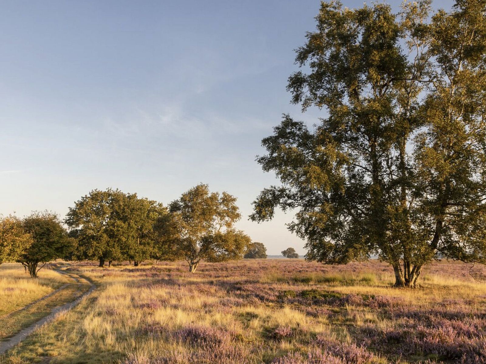 Guest house 200791 - Holiday property Zuidwest Drenthe - Vakantiehuis Vakantiepark De Wiltzangh - Tiny Borg 4p