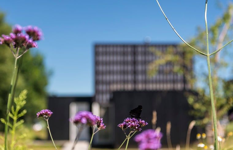 Bloemen en vlinders bij Huisje in Wapserveen, vakantiehuis in Zuidwest Drenthe, Drenthe.