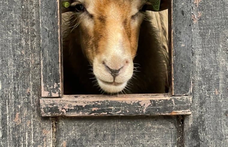 Schaap in de omgeving van Huisje in Dwingeloo, vakantieverblijf Drenthe.