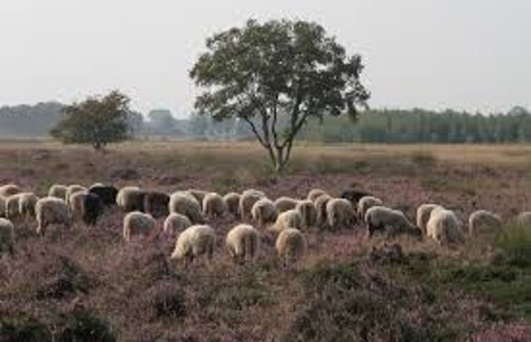 Schoene Heidelandschaft in der Naehe des Ferienhauses in Dwingeloo, Suedwest-Drenthe, mit bluehendem Heidekraut.