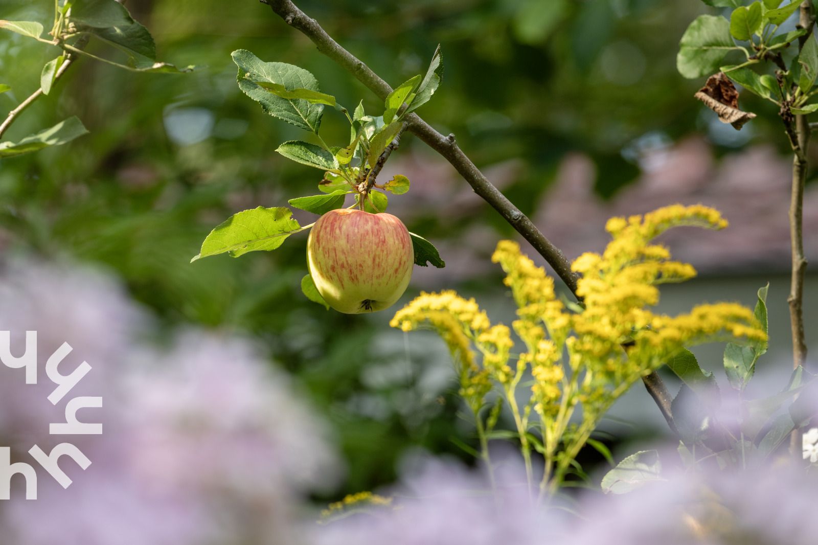 Rode keuken met moderne apparatuur in DG1780 vakantiehuis in Pesse.