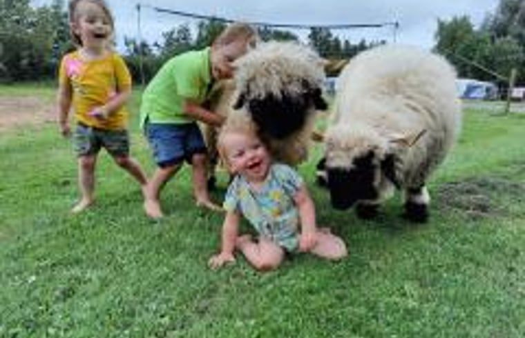 Unterkunft 201414 - Ferienhaus Zuidwest Drenthe - Huisje in Ruinerwold