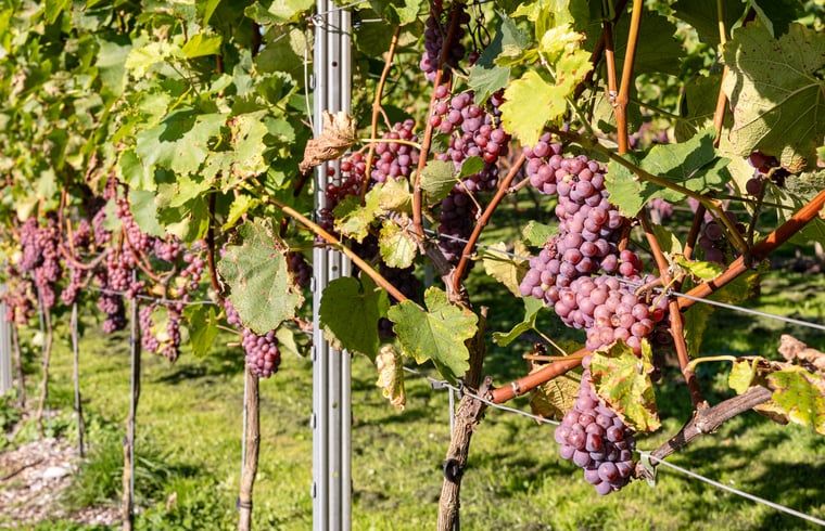 Unterkunft 201420 - Ferienhaus Zuidwest Drenthe - Vakantiehuis in Ruinerwold