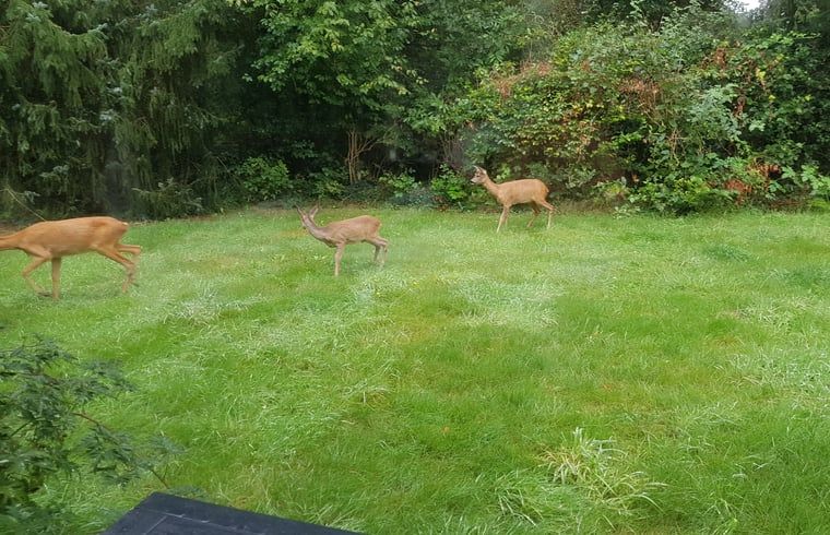 Herten in de tuin van Vakantiehuis in Zorgvlied, Zuidwest Drenthe, in een groene omgeving.