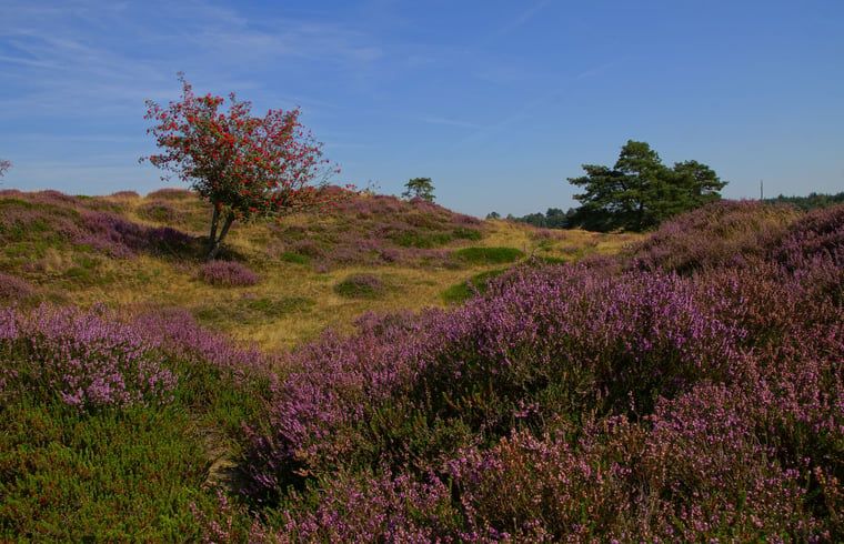 Heidevelden in bloei rondom Zorgvlied, Zuidwest Drenthe, een prachtig stukje natuur.