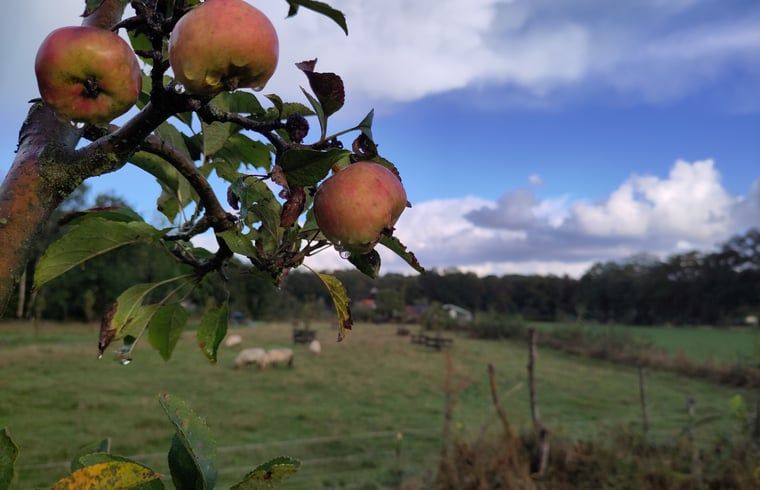 Apple trees near cottage in Vledder, southwest Drenthe, with wide views.