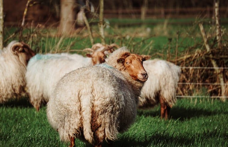 Sheep grazing near Holiday Home in Vledder, Southwest Drenthe.