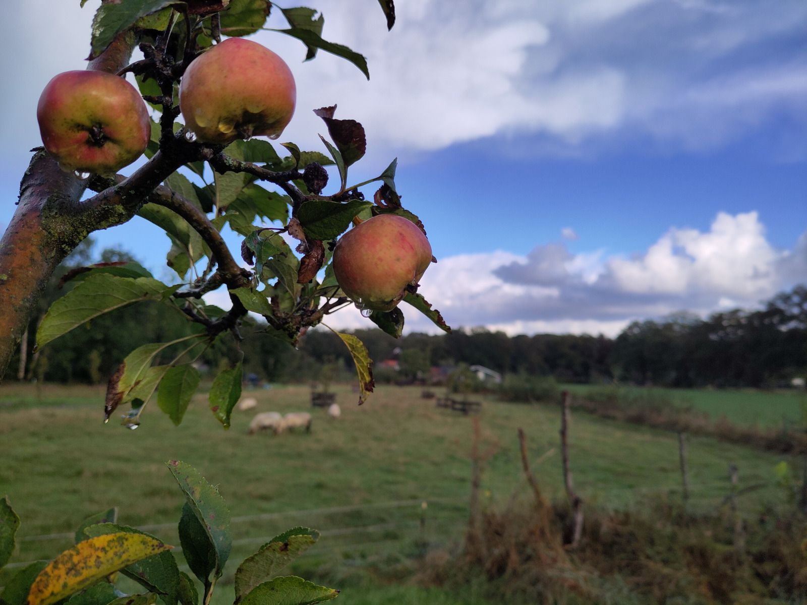 Comfortabele slaapkamer in DG1834, Vledder, Zuidwest Drenthe, met uitzicht op de natuur.
