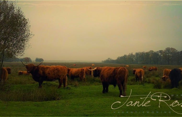 Schotse hooglanders in de omgeving van Vakantiehuis in Wapse, Zuidwest Drenthe.