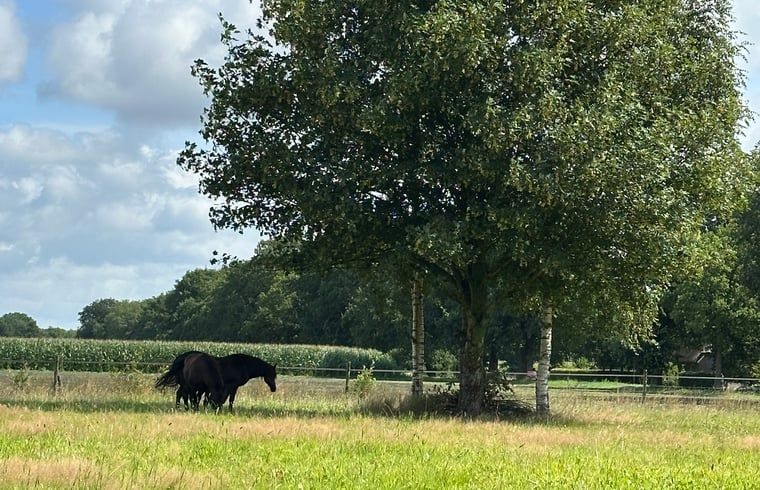 Verblijf 201713 - Vakantiewoning Zuidwest Drenthe - Vakantiehuisje in Wapse