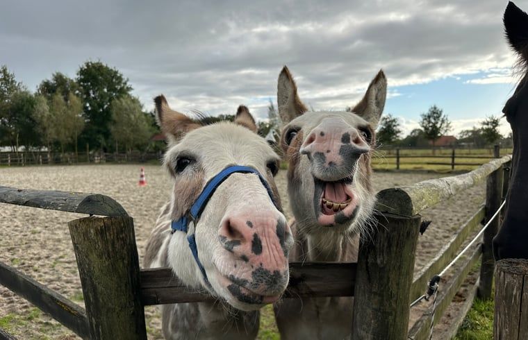 Verblijf 201713 - Vakantiewoning Zuidwest Drenthe - Vakantiehuisje in Wapse