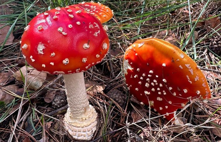 Verblijf 201713 - Vakantiewoning Zuidwest Drenthe - Vakantiehuisje in Wapse